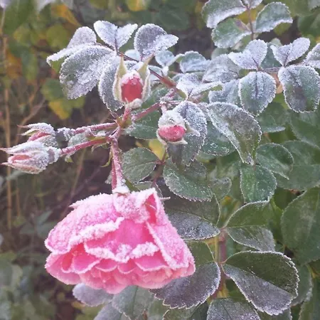 Karola 펜션 쾰핀제